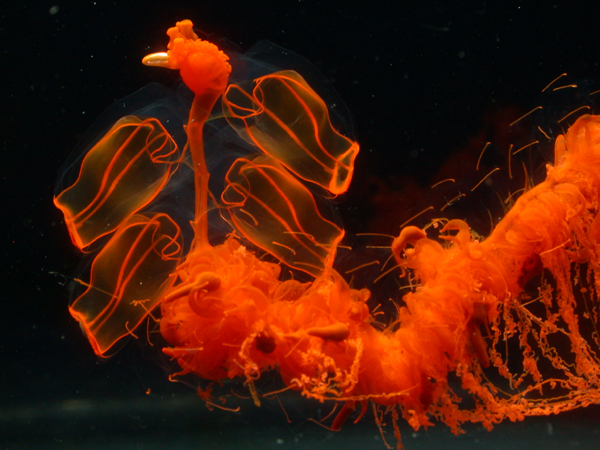 Siphonophores