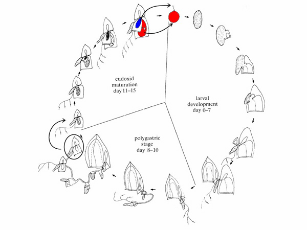 Calycophoran life cycle